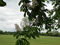 2010-0501-1645_Horse_Chestnut_13C